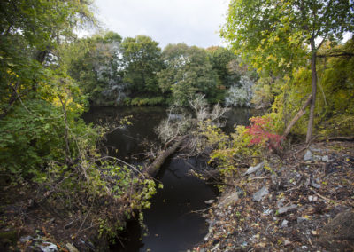 Branch Blackstone Landscape